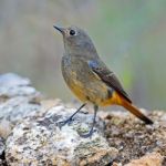 Female Blue-fronted Redstart Stock Photo