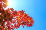 Autumn Maple Leaves Stock Photo