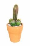 Cactus On Isolated Background ( Cereus Hexagonus Mill ) Stock Photo