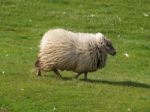 Sheep Stock Photo