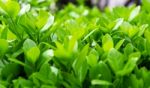 Green Leaves In Spring,background Stock Photo