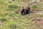 Brown Bear In Asturian Lands Stock Photo