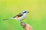 Bay-backed Shrike Stock Photo