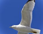 Isolated Image Of A Gull Flying In The Sky Stock Photo