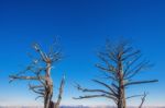 Dead Trees And Blue Sky On Deogyusan Mountains Stock Photo