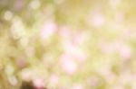 Flower Field Bokeh Stock Photo