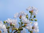 Lagerstroemia Indica Stock Photo