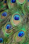 Male Green Peacock Feathers Stock Photo