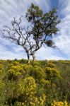 Algarve Countryside Hills With Yellow Bushes In Spring Stock Photo