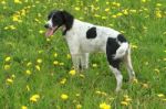 Spinger Spaniel In Wild Field Stock Photo