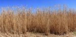 Culture Of The Reed Stock Photo