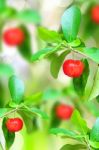 Red Ripe Cherries Stock Photo