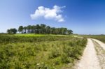 Small Patch Of Trees Stock Photo