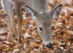 Isolated Photo Of A Cute Wild Deer In Forest In Autumn Stock Photo