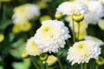 White Chrysanthemum Morifolium Flowers In Garden Stock Photo