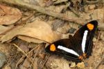 Adelpha Iphiclus Stock Photo