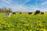 Mother Cow With Newborn Calves In Meadow With Yellow Dandelions Stock Photo