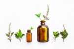 Holy Basil  Essential Oil In A Glass Bottle With Fresh Holy Basi Stock Photo