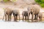 Elephants At The Bank Of Chobe River In Botswana Stock Photo