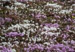 Wild Cyclamen (persicum) In Full Bloom Stock Photo