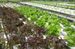 Hydroponics Vegetable Farm Stock Photo