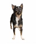 Chihuahua Dog Stock Photo