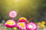 Soft Focus Flower Background When Sunrise In The Morning Stock Photo