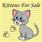 Kittens For Sale Shows Cats On Market And Advertisement Stock Photo