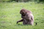 Gelada Baboon (theropithecus Gelada) Stock Photo