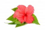 Red Hibiscus Flower On The White Background Stock Photo