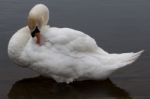 Mute Swan (cygnus Olor) Stock Photo