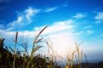 Grass With The Blue Sky Stock Photo