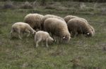 Small Flock Of Sheep With Lambs Stock Photo