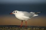 Seagull On A Wall Stock Photo