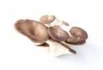 Oyster Mushroom On White Background Stock Photo