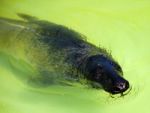 Fur Seal In City Zoo Stock Photo