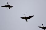 Image Of Three Canada Geese Flying In The Sky Stock Photo