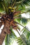 Coconut Tree With Fruits,leaves And White Sky Background Stock Photo