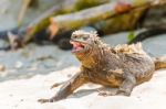 Marine Iguana On Galapagos Islands Stock Photo