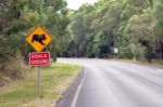 Koala Crossing Stock Photo