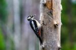 Great Spotted Woodpecker In A Spring Forest Stock Photo