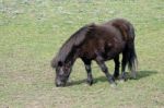 Black Shetland Pony Stock Photo