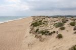 Sand Dune Vegetation Stock Photo