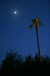 Moonlit Palm Tree Stock Photo