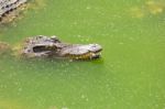 Crocodile Head With Closed Jaws Closeup Stock Photo