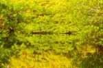 Lagoon On Santa Cruz Island In Galapagos Stock Photo