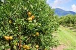 Orange Orchard In Thailand Stock Photo