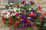 Floral Display Of Multicoloured Petunias Stock Photo