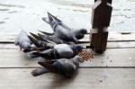 Group Of Pigeon Eating Stock Photo