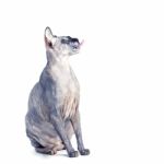 Black Or Blue Canadian Sphynx Cat With Green Eyes Isolated On A Stock Photo